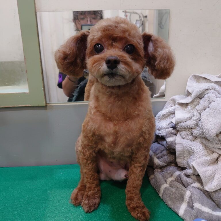 823267 - 林卉婕