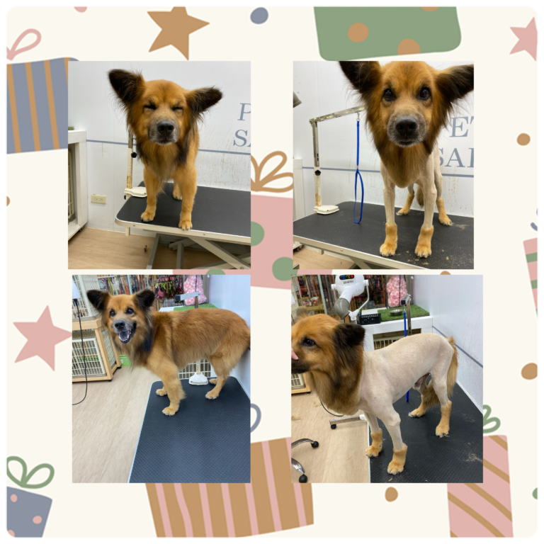 IMG_0018 - 將將將