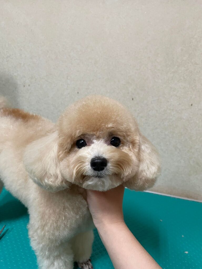 411186298_411652067950313_3838021846168800962_n - 葉怡馨
