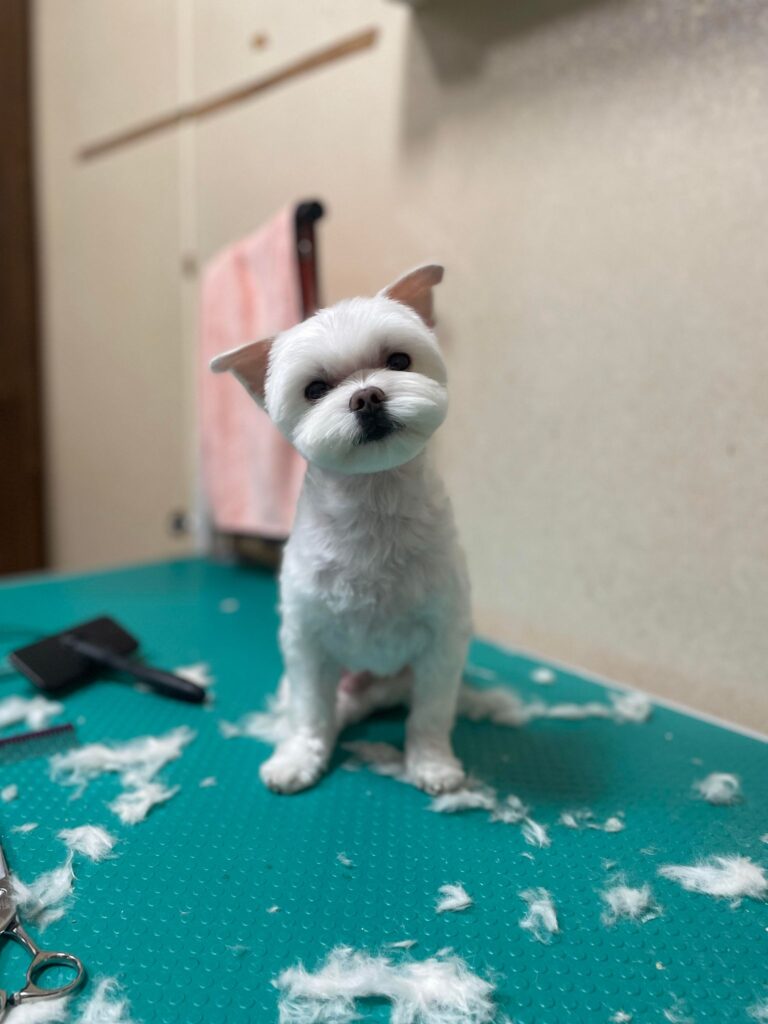 411246856_1677764589415065_1876823697463086330_n - 葉怡馨