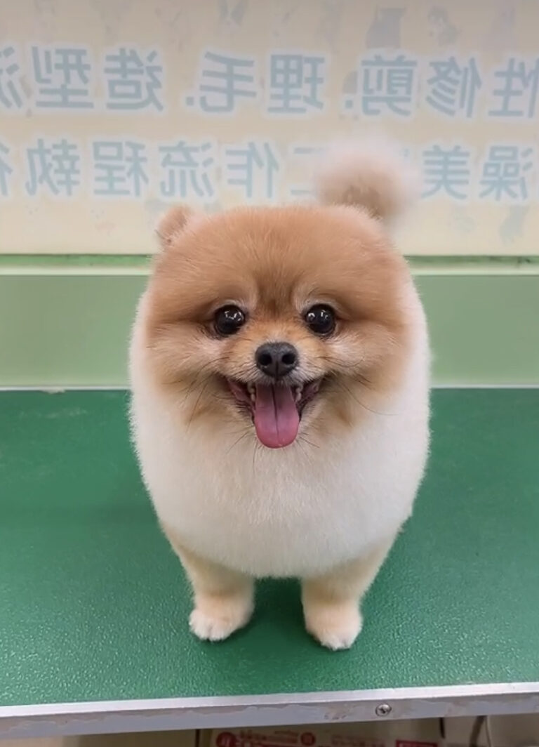 6F4F8446-DD4B-4CBF-A54A-6C7C89C5F61F - Yu Shan